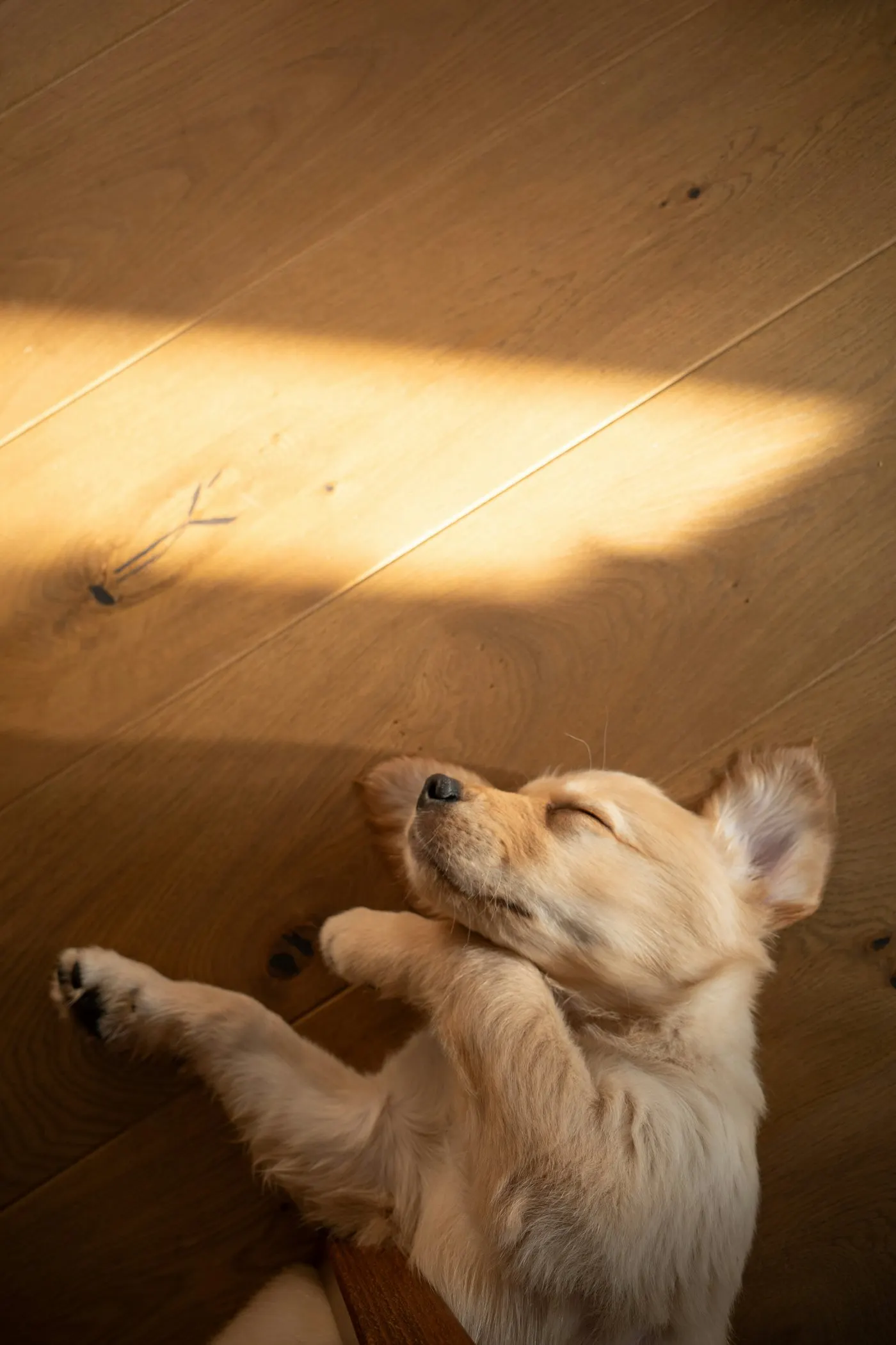 A dog resting on a wooden floor