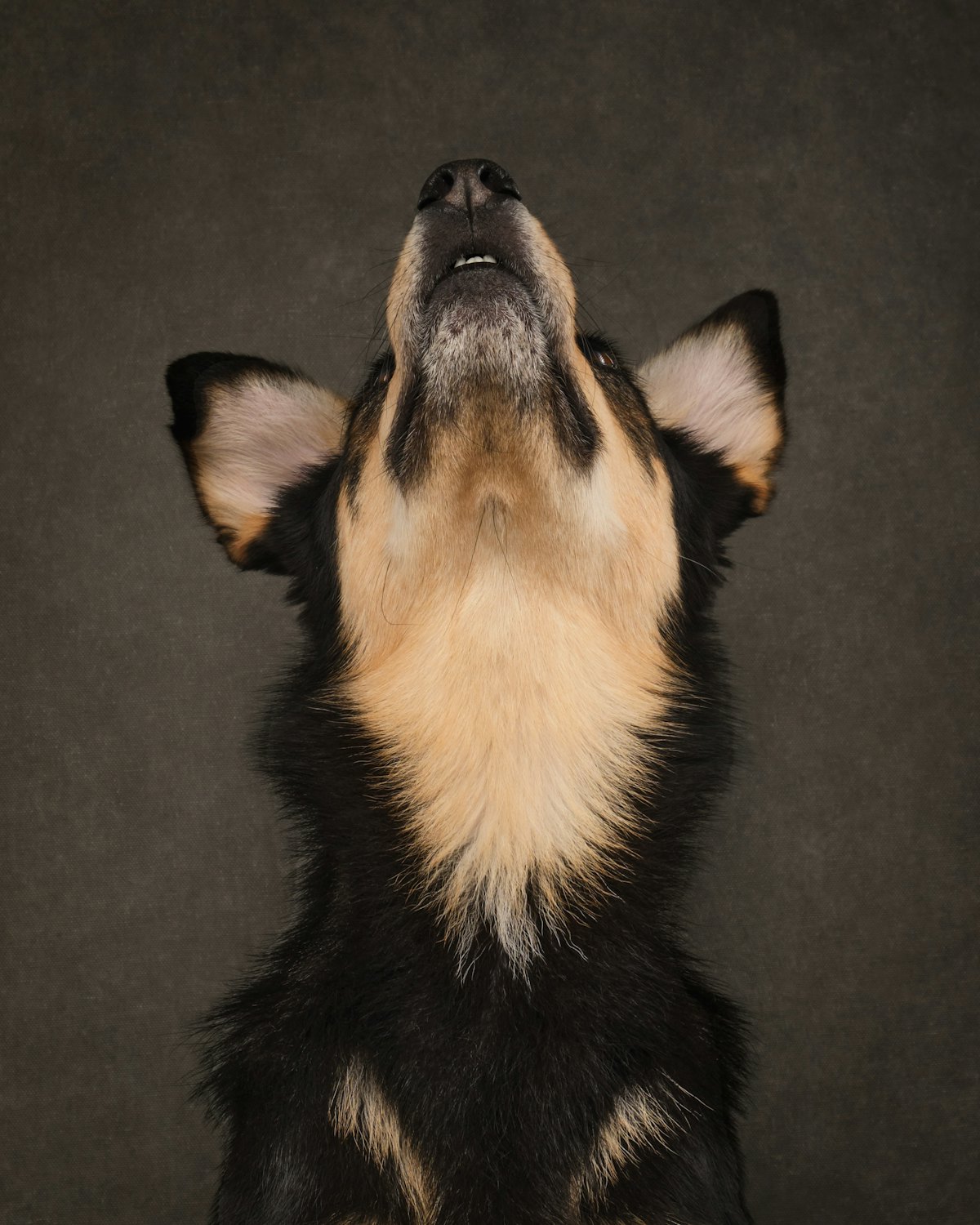 A dog looking up