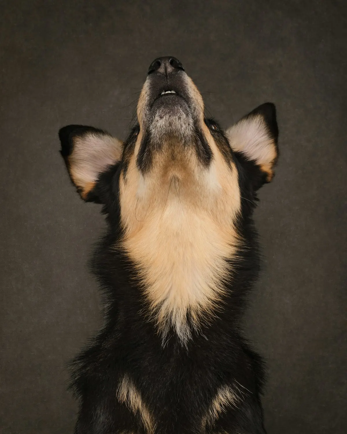 A dog looking up
