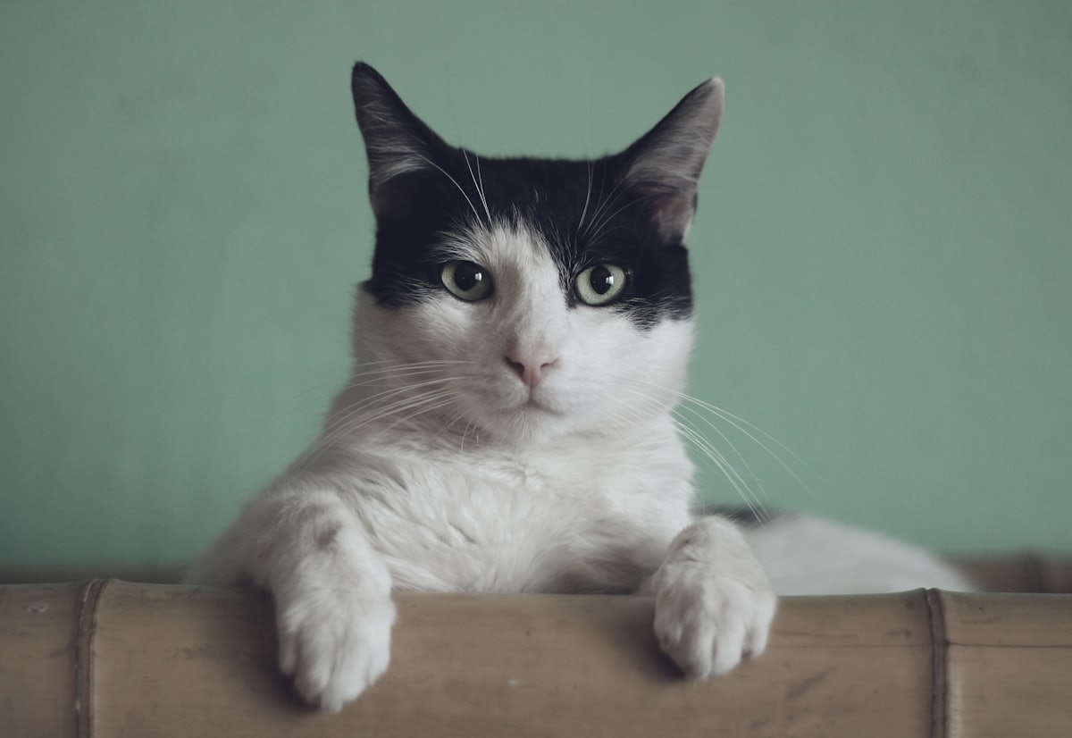 A cat crossing a non-skid floor