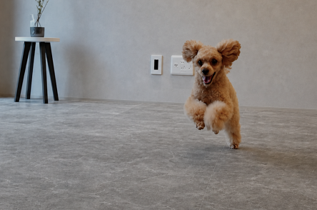 A dog at ease at home
