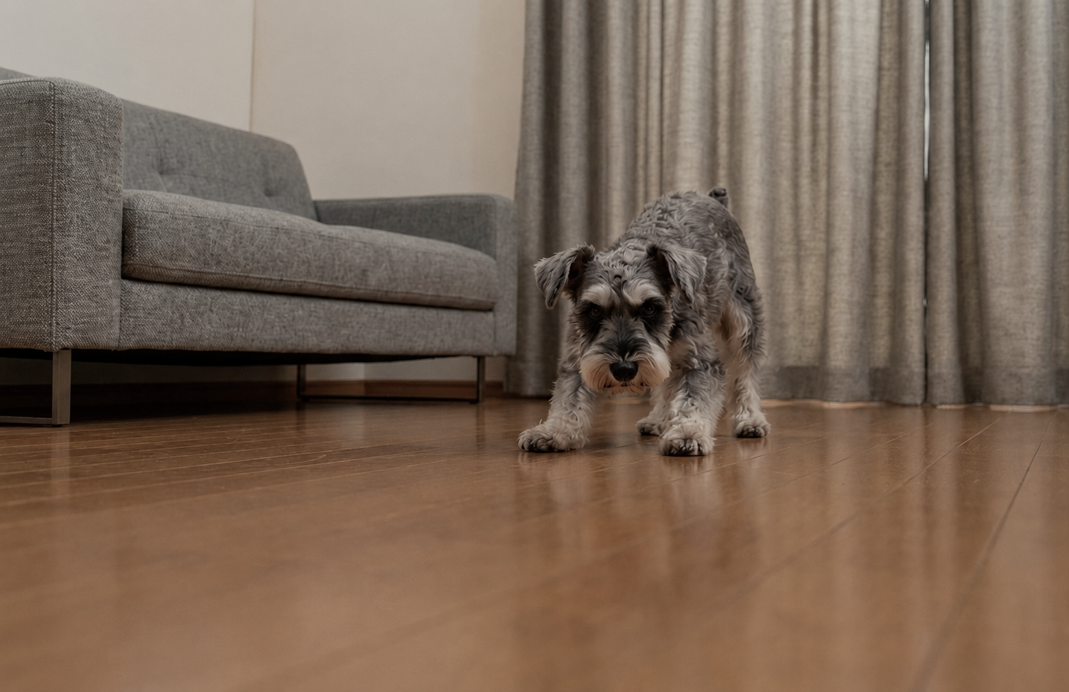 A dog running on hardwood flooring