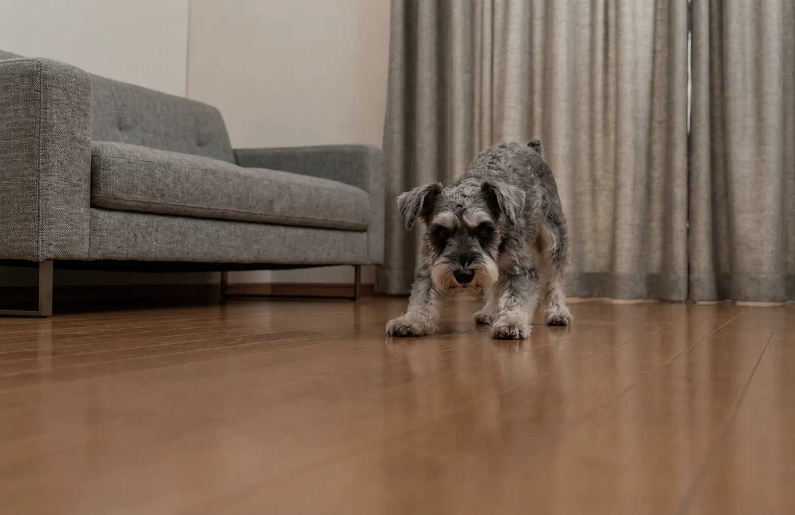 A dog running on hardwood flooring