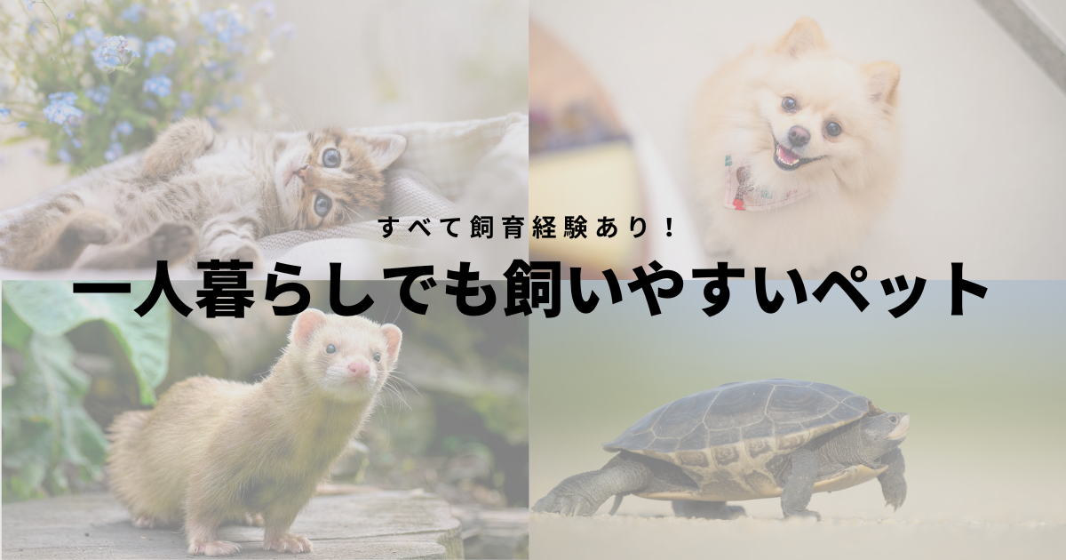 一人暮らしでも飼いやすいペットとは？初心者向けおすすめランキング！